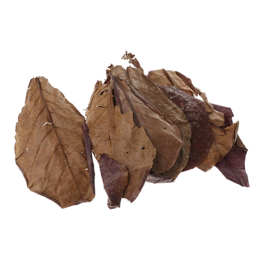 Aquarium Fish Betta - Aquariums voor vissen, Indiase amandelbladeren, bruin,