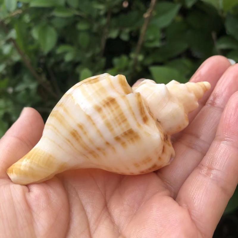 Aquarium Fish Tank - Natuurlijke witte spiraalvormige schelp aquariumdecoratie, ornament