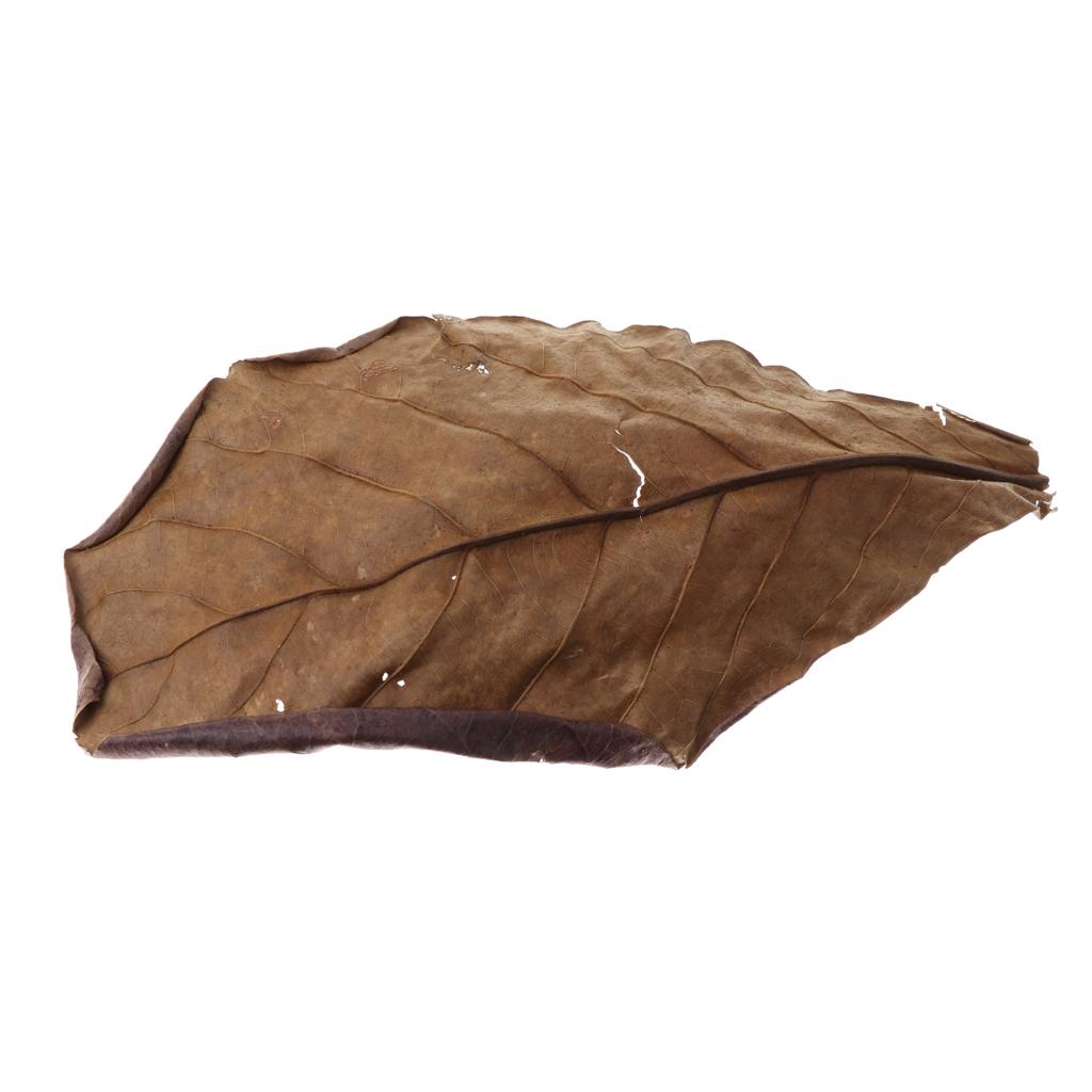 Aquariums voor vissen, Indiase - Aquarium Fish Betta recensie en prijs